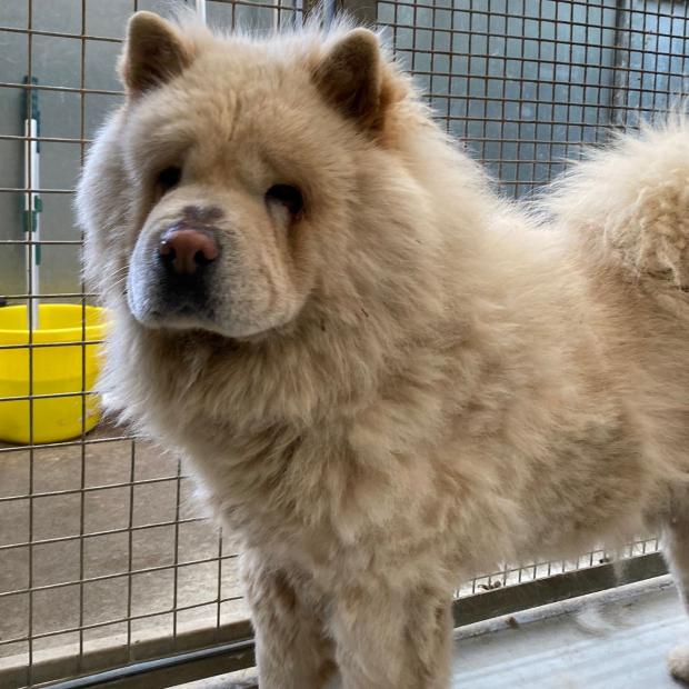 Barry And District News: Cooper - four years old, male, Chow Chow. Cooper is a very handsome boy who has come from a breeder. He is a very sweet boy but he is quite confused at the moment and doesn't know what he should be doing or who he should trust. He was happy to let us
